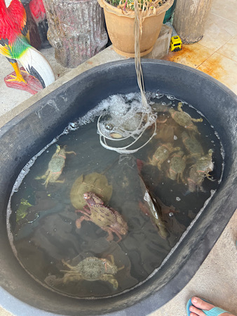 Ein Moment trifft mich jedoch ins Herz. Krebs liegen dicht gedrängt mit zusammengebundenen Scheren, der Fisch ist nicht einmal vollständig mit Wasser bedeckt. Wenn ich so etwas sehe, weiß ich wieder, warum ich keine Tiere esse.