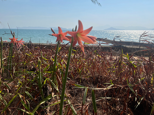 Am Wegesrand blühen wilde Lilien, und sogar Frangipani entdecken wir. Ihr Duft ist weich, süß und kaum in Worte zu fassen.