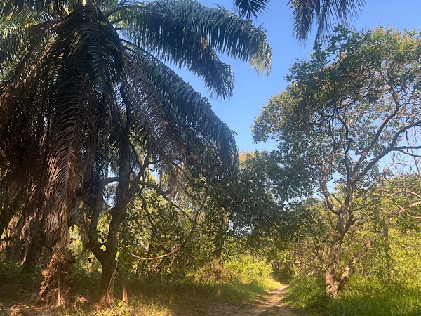 Der Weg führt durch üppige Natur. Es ist still, nur das Zirpen der Insekten begleitet uns. Diese Wege liebe ich – sie fühlen sich ursprünglich und lebendig an - einfach zauberhaft.