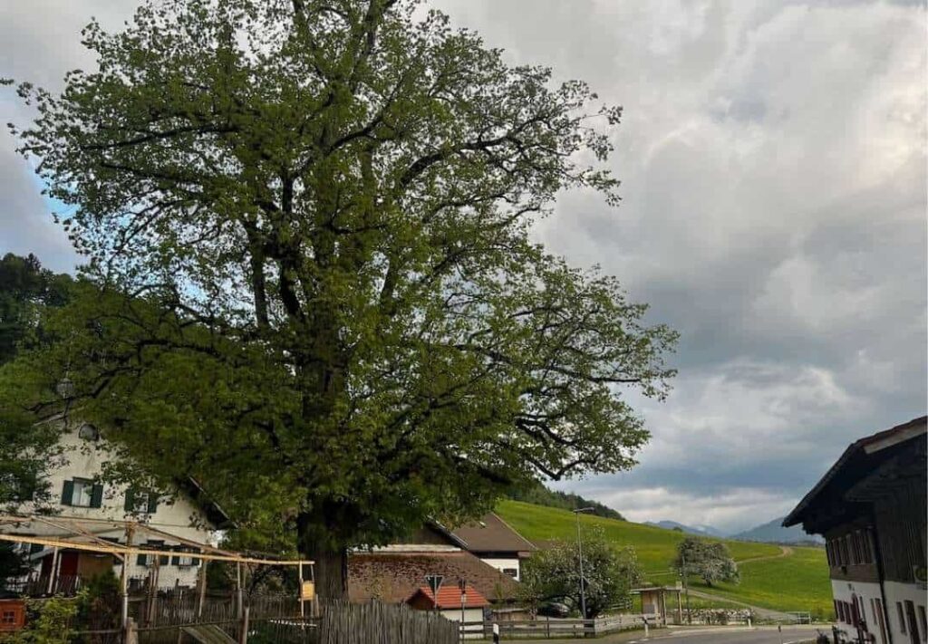 Humbach von der Straße aus mit einer großen Linde beim Abzweig zu Haus Nr. 5