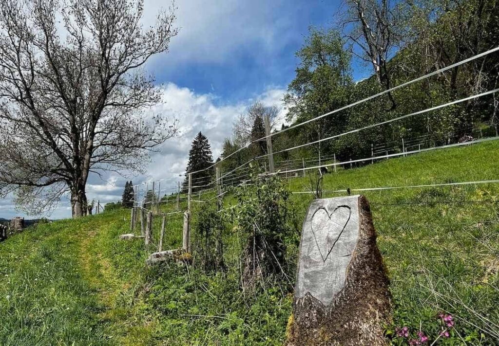 HIer ist der Beginn der Wanderung auf den Falkenstein zu sehen. Auf einem angeschrägten Baumstumpf ist ein großes Herz eingesägt.