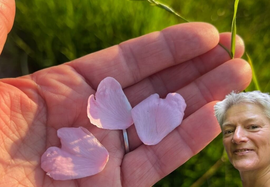 Vergebung braucht es für die Heilung der Blaupause in Beziehungen - vor allem zu Mutter und Vater.
Als Symbol dafür 3 herzförmige Rosenblütenblätter liegen auf einer Hand. Vera ist unten rechts im Bild zu sehen freudig lächelnd.